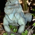 iguana_blue_qebp_gc_v_0154_cay0622.jpg